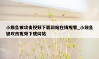 小鳗鱼被攻击视频下载网站在线观看_小鳗鱼被攻击视频下载网站